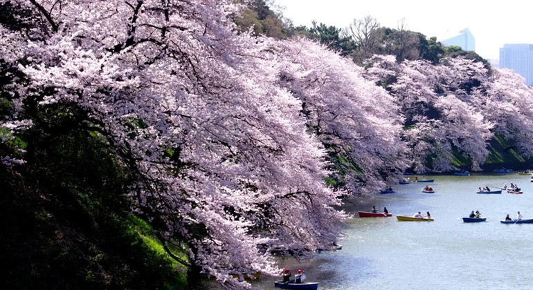 Tokyo: 1 Hour Imperial Palace Introduction from Tokyo Station Japan &mdash; #9