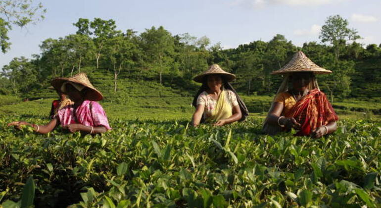 Aventura en Sreemangal: Jardines de té, selvas tropicales y cultura tribal Operado por Kazi Maruf Hossain 