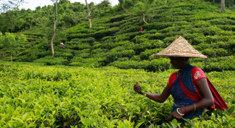 sreemangal-adventure-tea-gardens-rainforests-tribal-culture-en-2