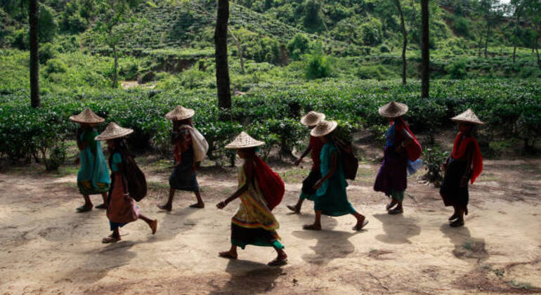 sreemangal-adventure-tea-gardens-rainforests-tribal-culture-en-3
