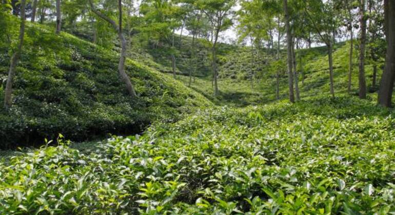 sreemangal-adventure-tea-gardens-rainforests-tribal-culture-en-7