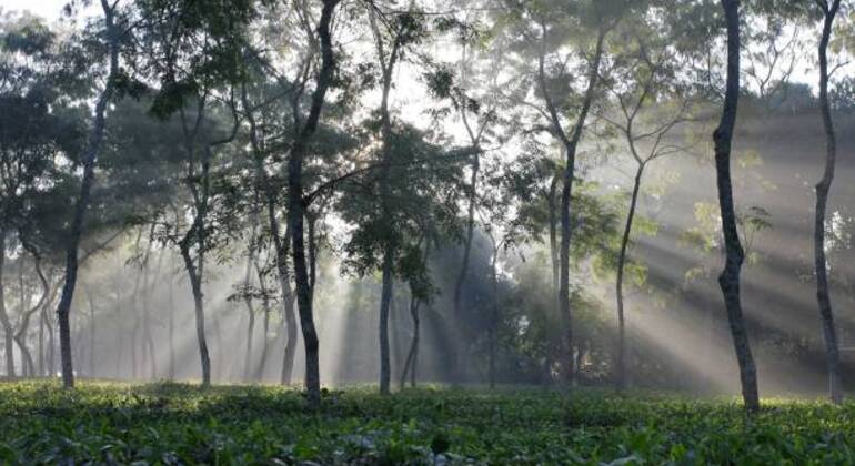 sreemangal-adventure-tea-gardens-rainforests-tribal-culture-en-8