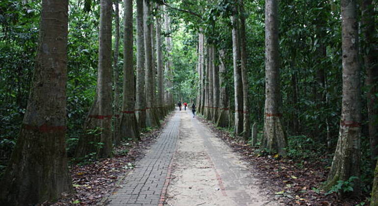sreemangal-adventure-tea-gardens-rainforests-tribal-culture-en-10