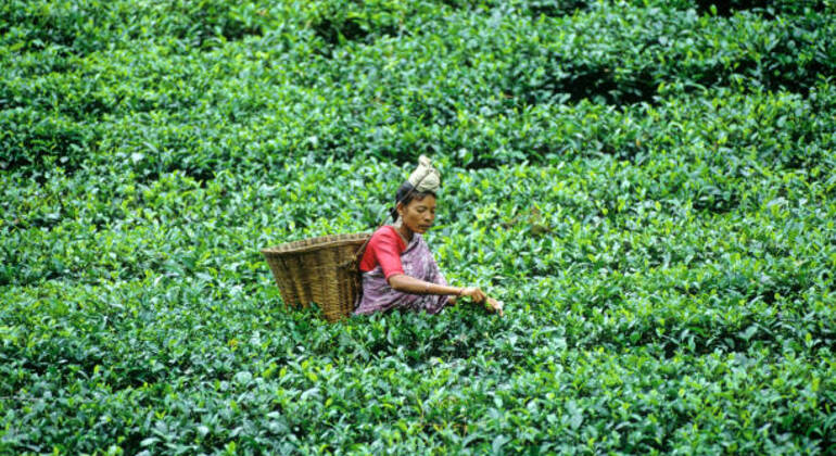 sreemangal-adventure-tea-gardens-rainforests-tribal-culture-en-24
