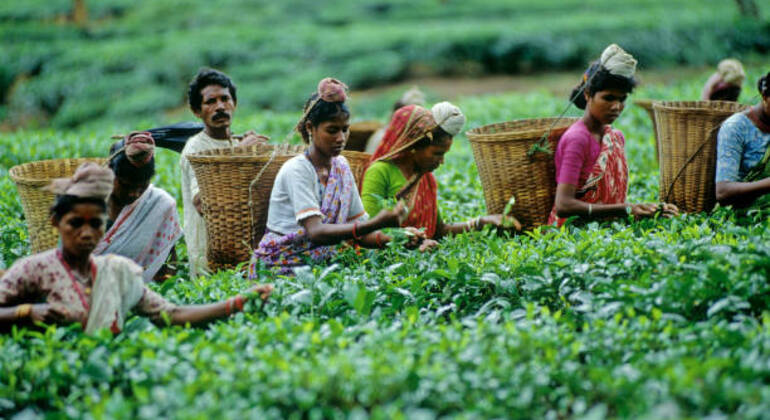 sreemangal-adventure-tea-gardens-rainforests-tribal-culture-en-25