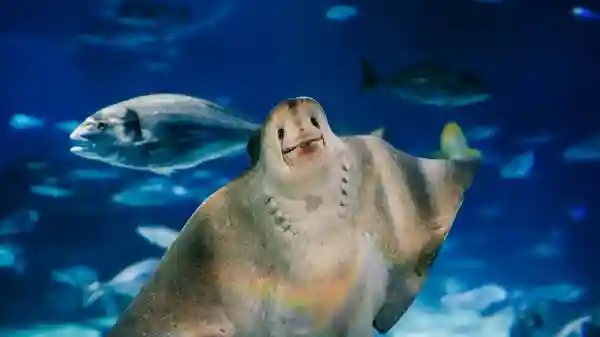 Aquarium de Barcelone : Billet d'entrée
