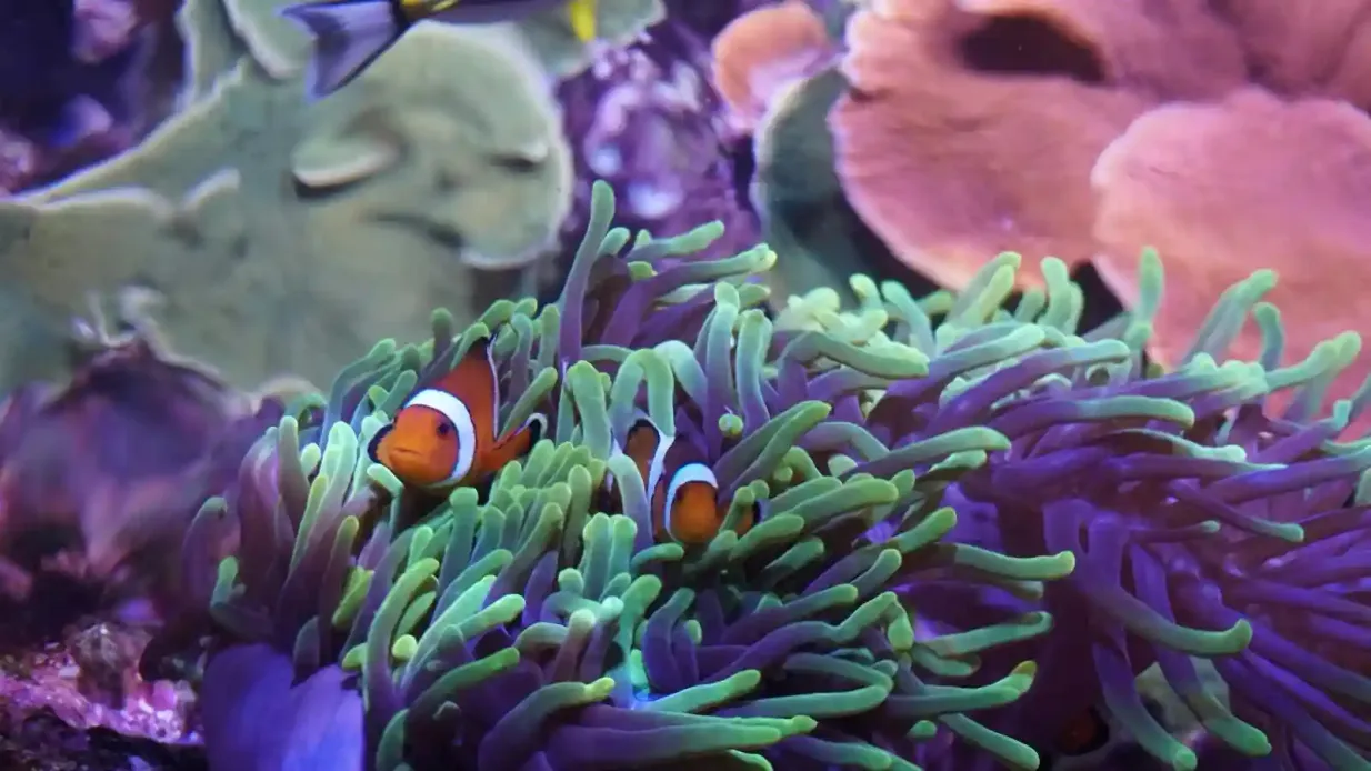 Acquario di Siviglia: Biglietto d'ingresso