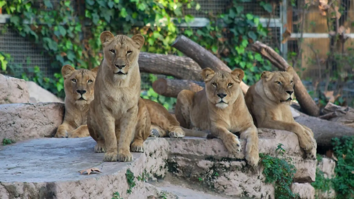 Zoo di Barcellona: Biglietto salta-coda