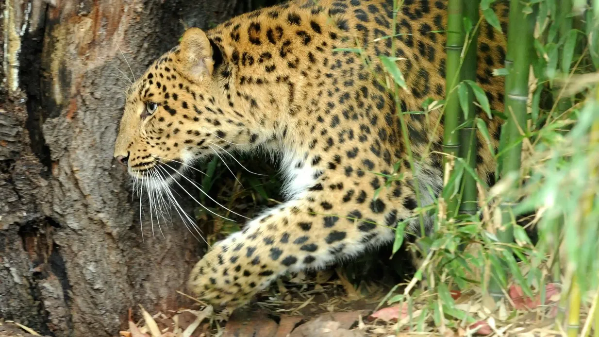 Ménagerie, Zoo del Jardin des Plantes: Sin colas Operado por Tiqets International B.V.