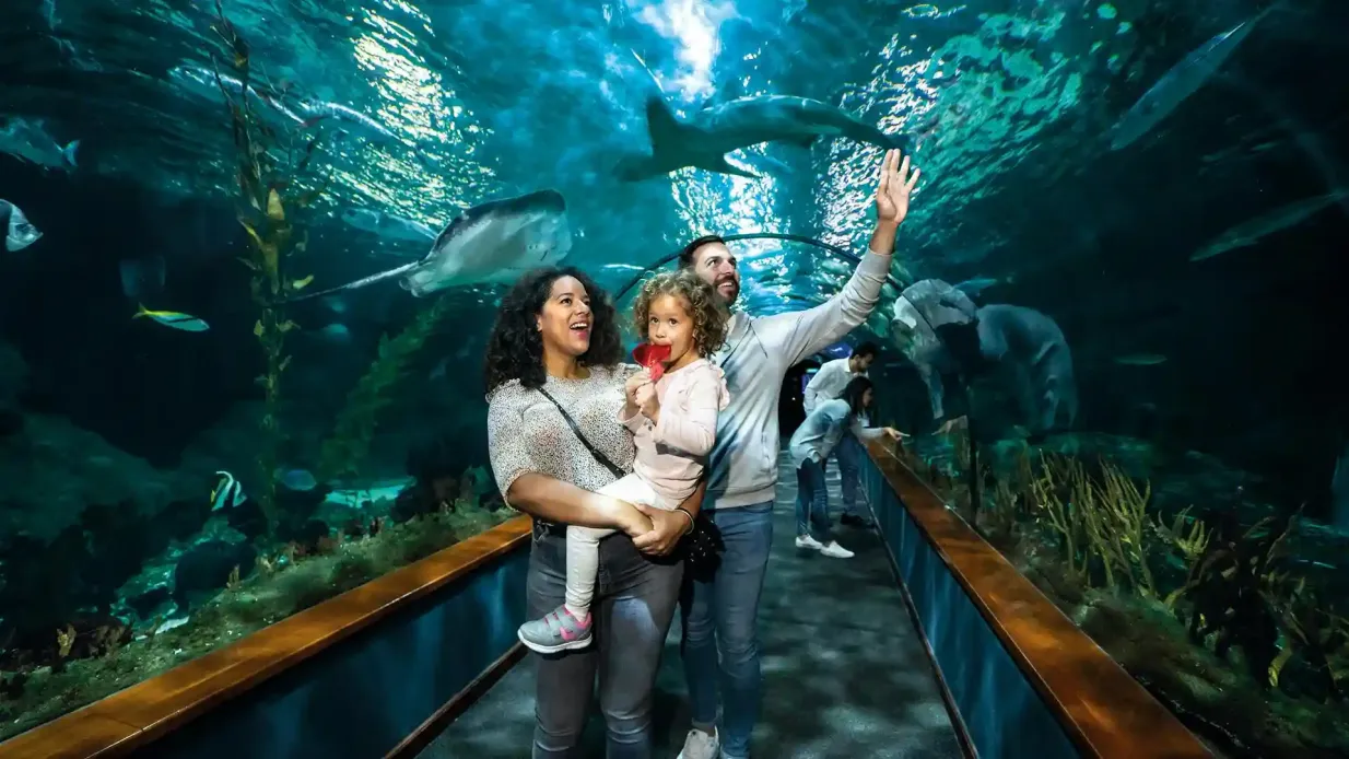 Loro Parque: Eintrittskarte Bereitgestellt von Tiqets International B.V.
