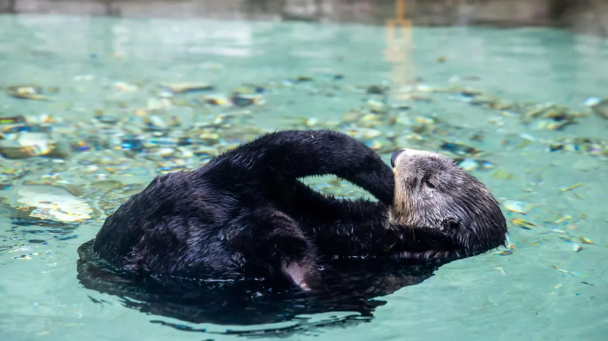 Seattle Aquarium: Eintrittskarte Bereitgestellt von The Seattle Aquarium Society
