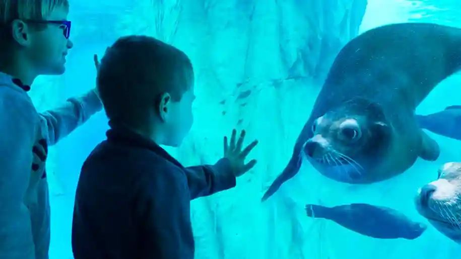 Gardaland SEA LIFE Aquarium : Billet d'entrée Fournie par Gardaland