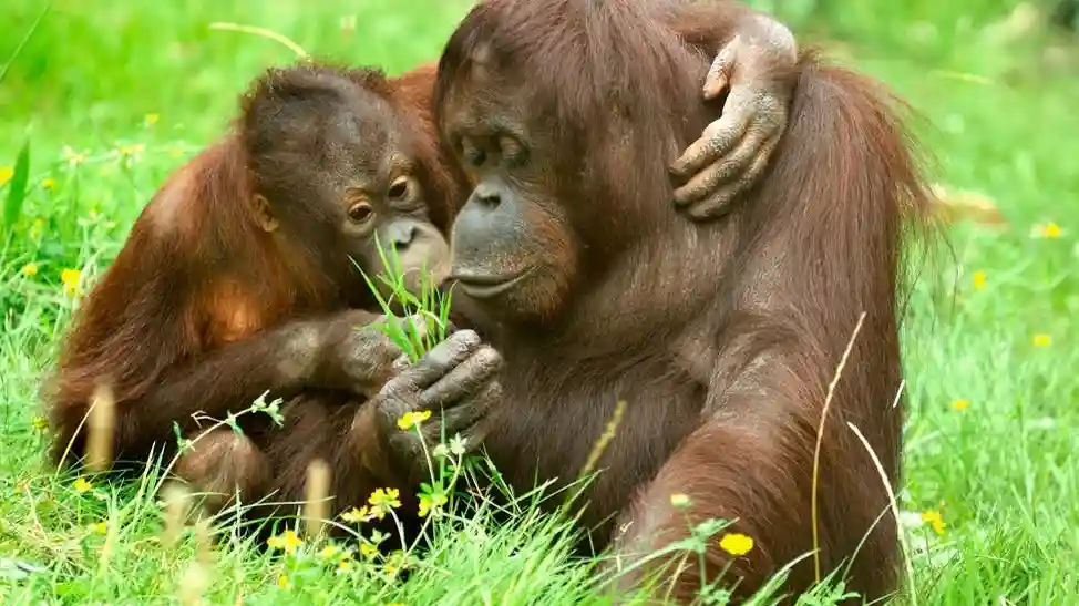 Zoológico e Aquário de Colônia: bilhete de entrada