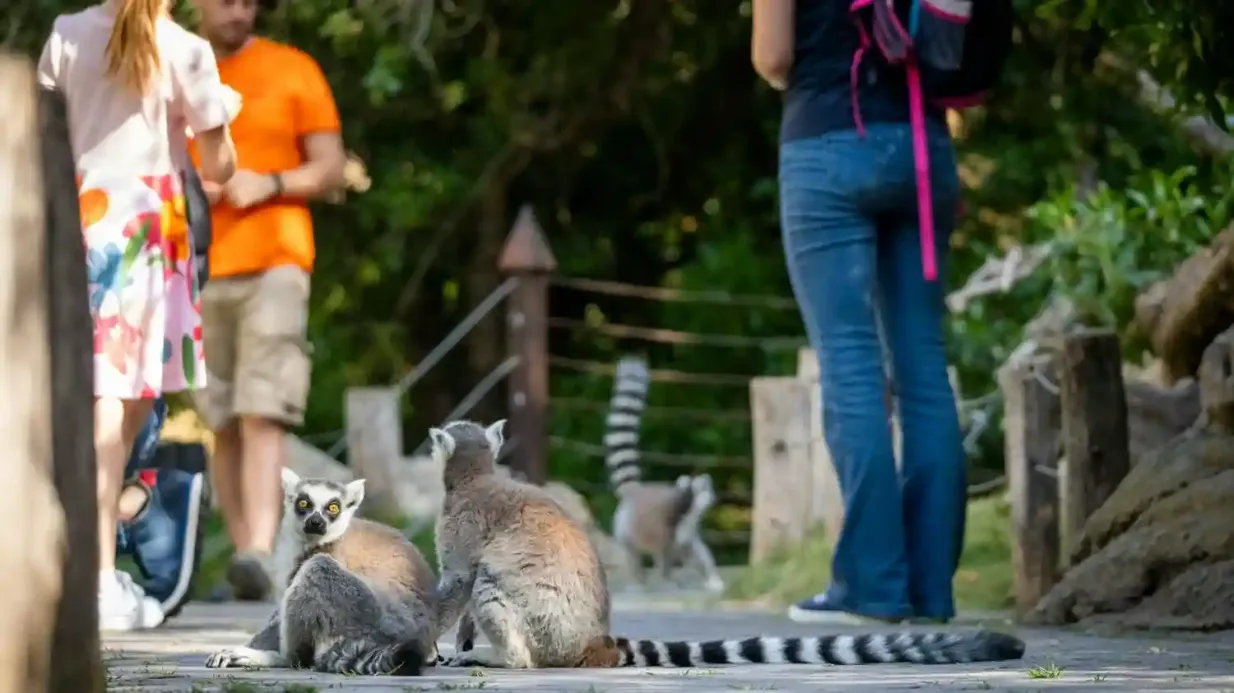 Bioparc Valencia: Fast-Track-Eintritt