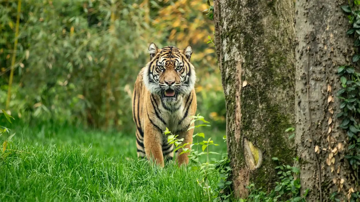 Nashville Zoo in Grassmere: Fast-Track-Eintritt Bereitgestellt von Nashville Zoo