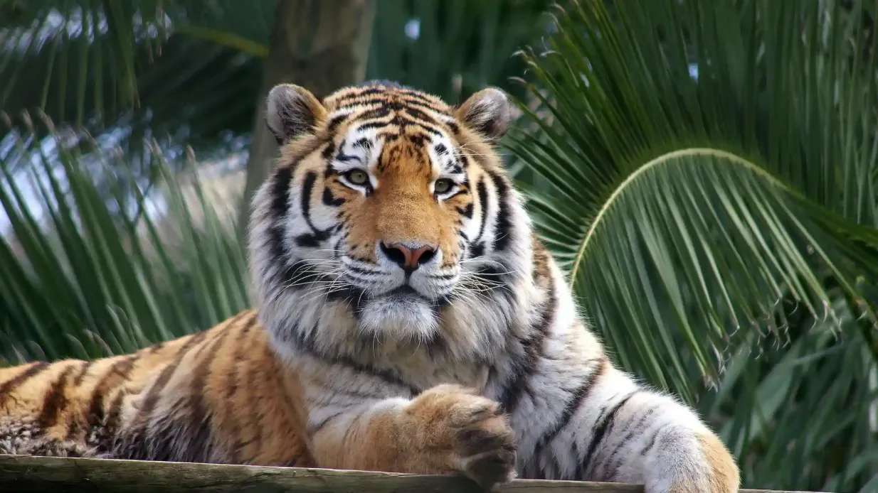 Zoo de Lisbonne : Billet avec accès rapide Fournie par Jardim Zoológico e de Aclimação em Portugal, S.A.