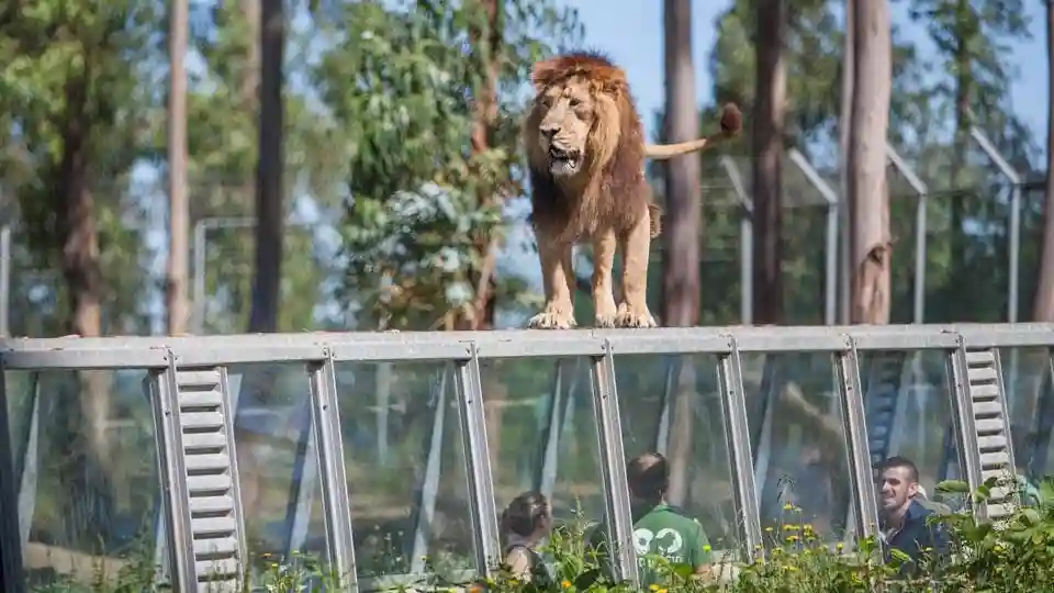 Zoo Santo Inácio: bilhete sem filas Organizado por Zoo Santo Inacio