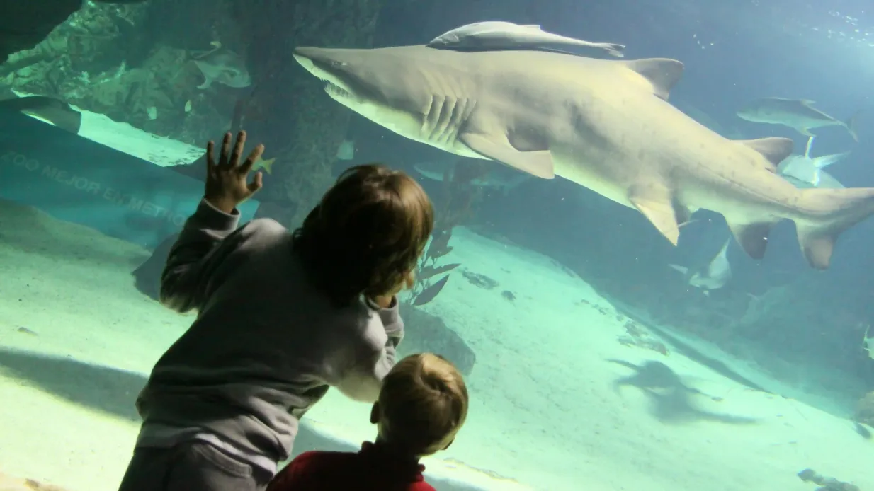 Zoo Aquarium Madrid: Eintrittskarte Bereitgestellt von Tiqets International B.V.