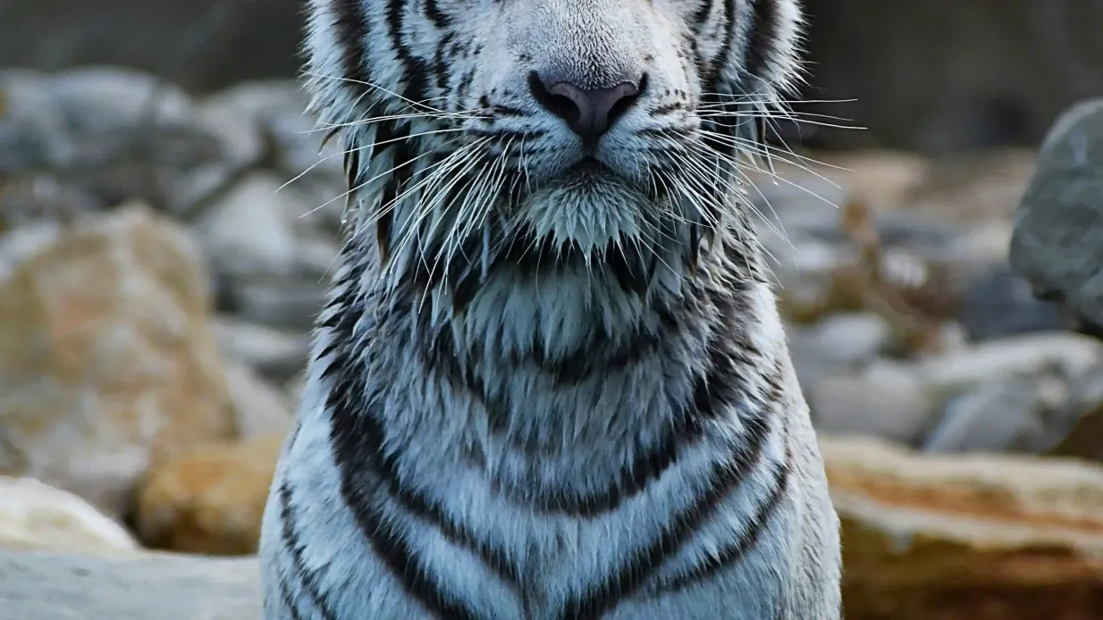 Barben Animal Park: Entry Ticket Provided by Parc Zoologique de La Barben