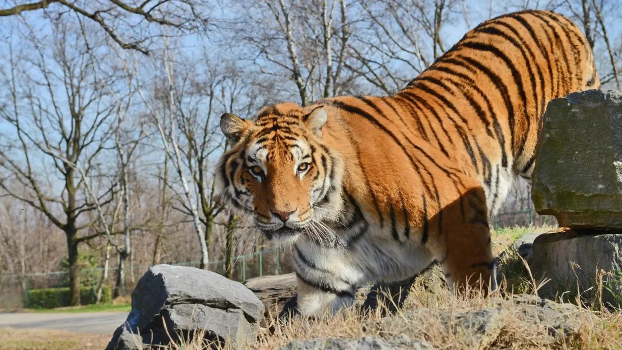 Pombia Safaripark: Eintrittskarte Bereitgestellt von PASS4FUN - FZCO