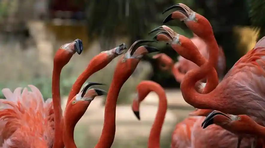 Lagos Zoo: Entry Ticket