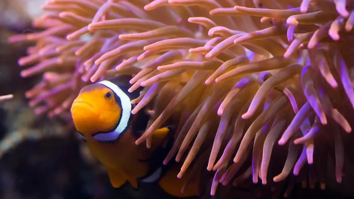 SEA LIFE Hannover: Eintrittskarte Bereitgestellt von Tiqets International B.V.