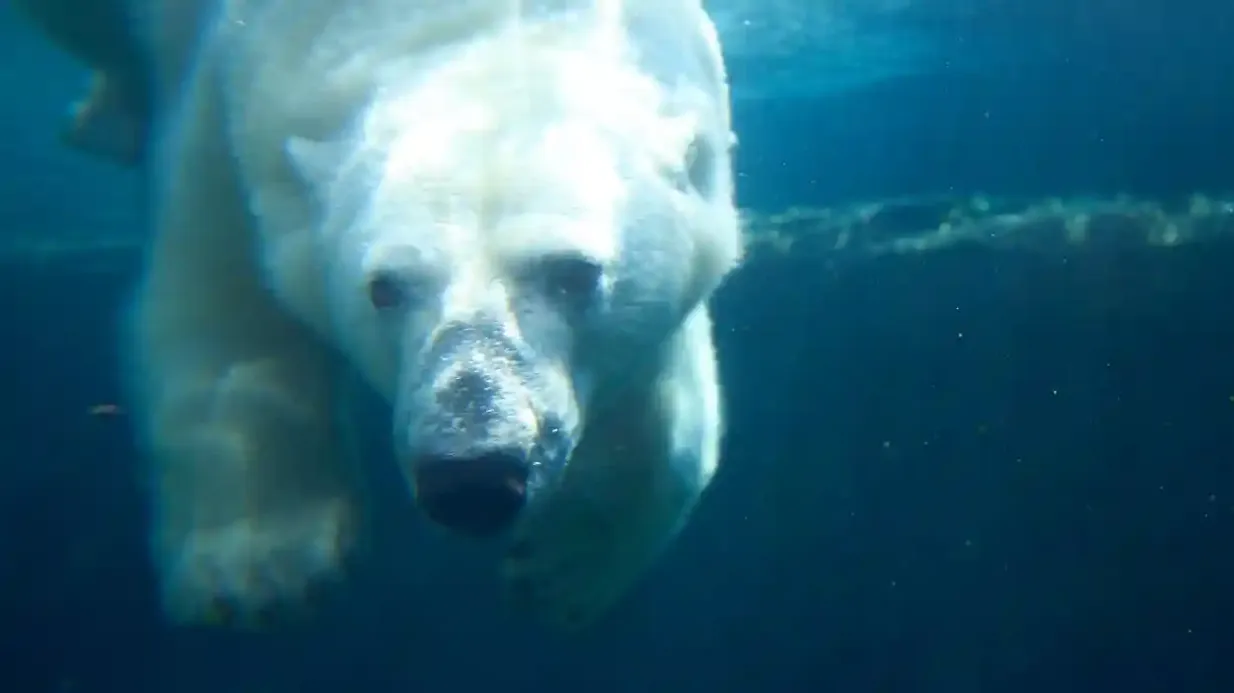 Istituto Wilder/Zoo di Calgary: Biglietto d'ingresso