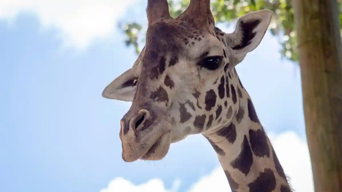 Central Florida Zoo & Botanical Gardens: Skip The Line Ticket Provided by The SSA Group (CFZ)