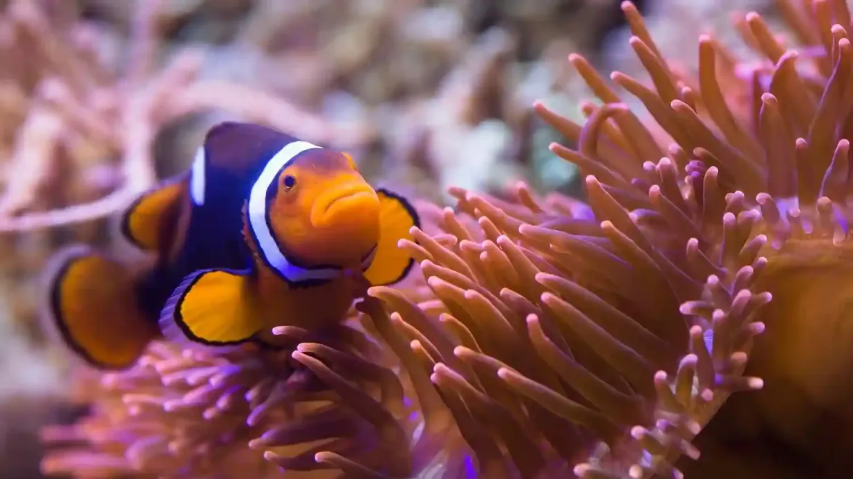 SEA LIFE Munique: bilhete de entrada