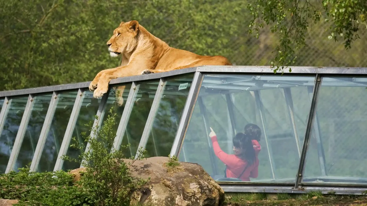Safari Thoiry: Entry Ticket Provided by Zoo Safari de Thoiry