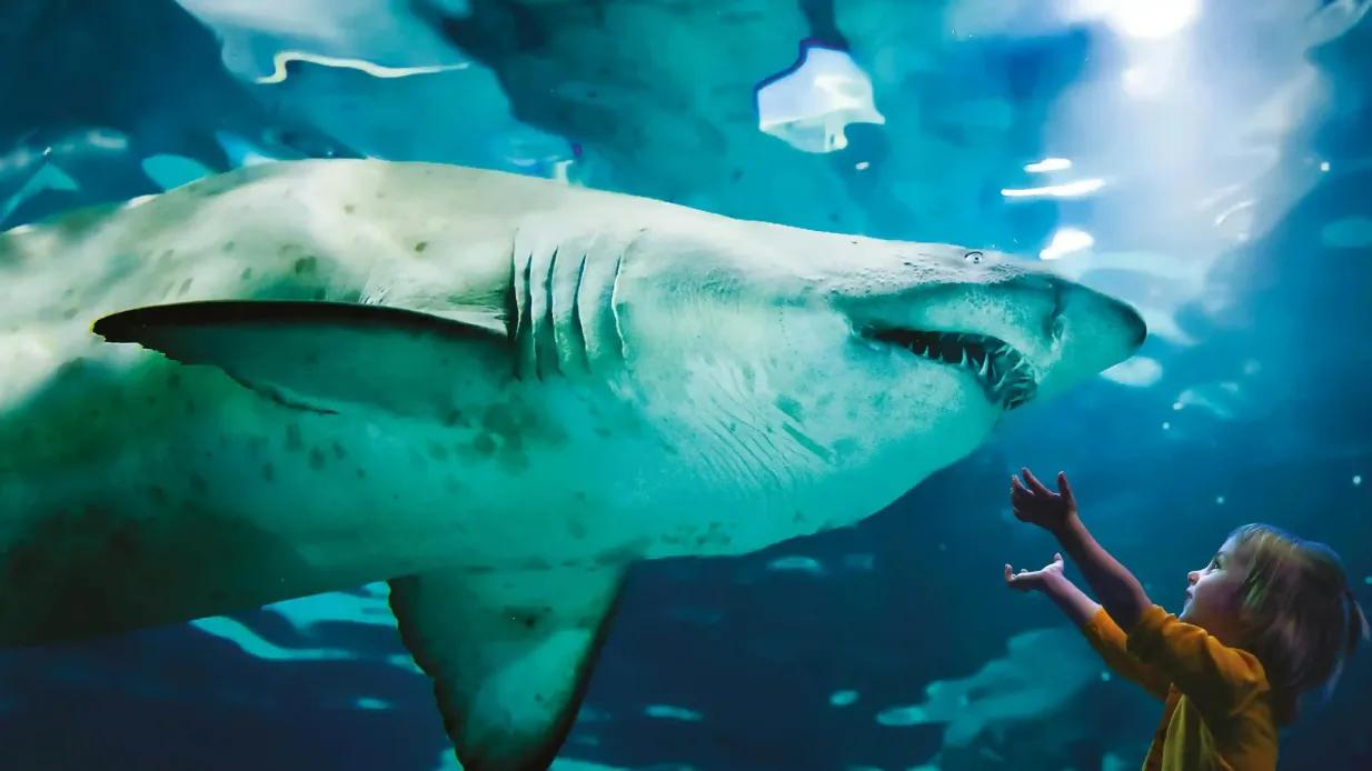 Acuario de Cattolica: Entrada de acceso rápido Operado por C-WAY srl Unipersonale