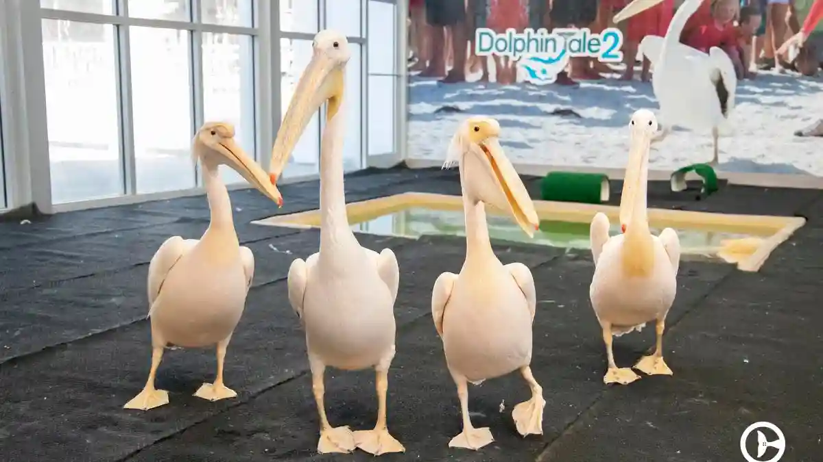 Clearwater Marine Aquarium: Entry Ticket Provided by Clearwater Marine Aquarium