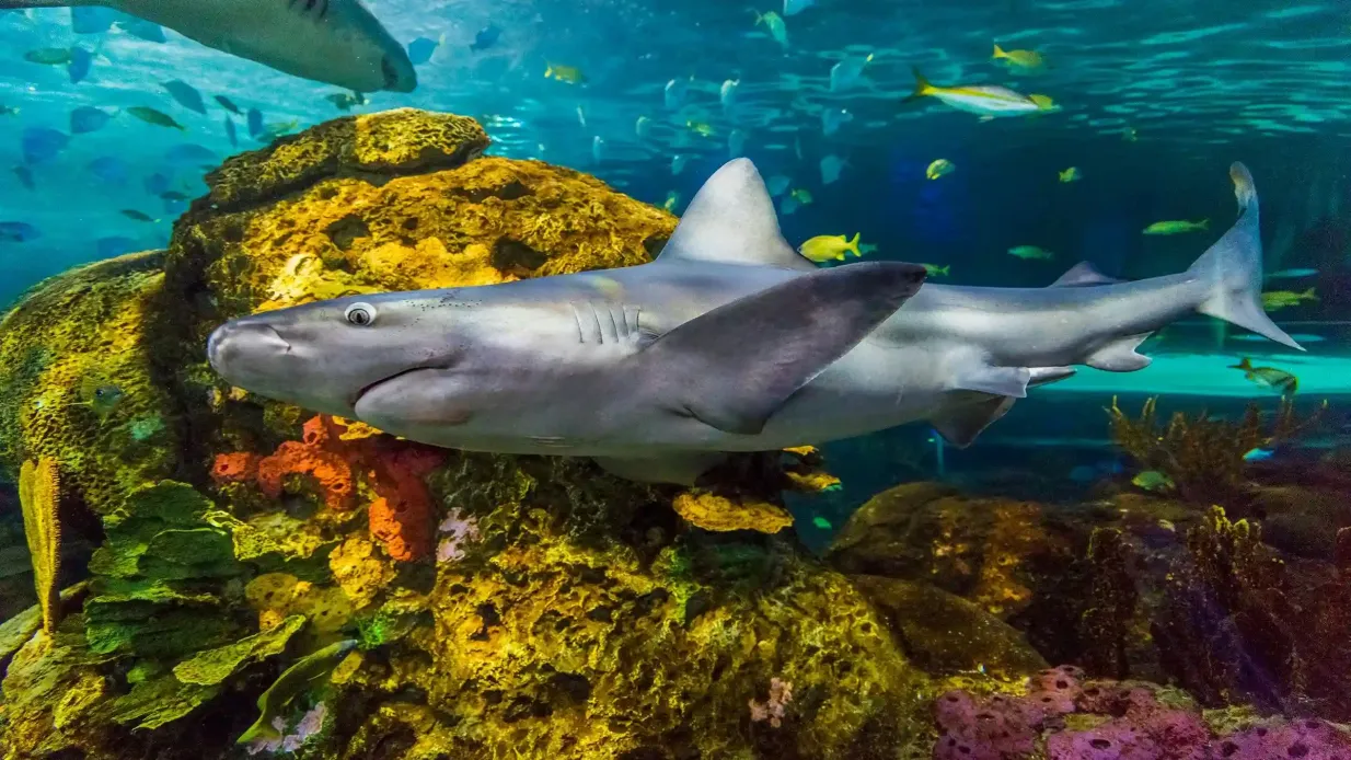 Ripley's Aquarium of Canada: Eintrittskarte