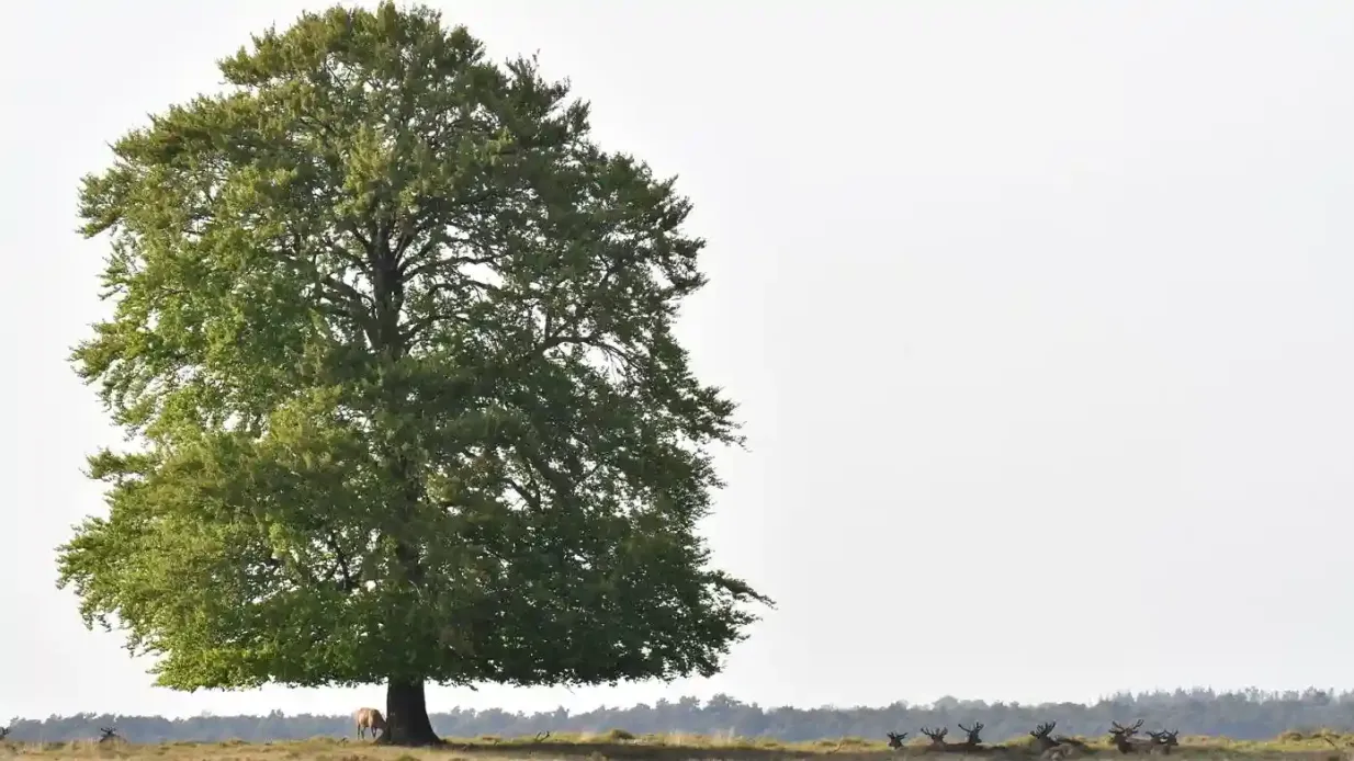Parc national De Hoge Veluwe Fournie par Stichting Het Nationale Park De Hoge Veluwe