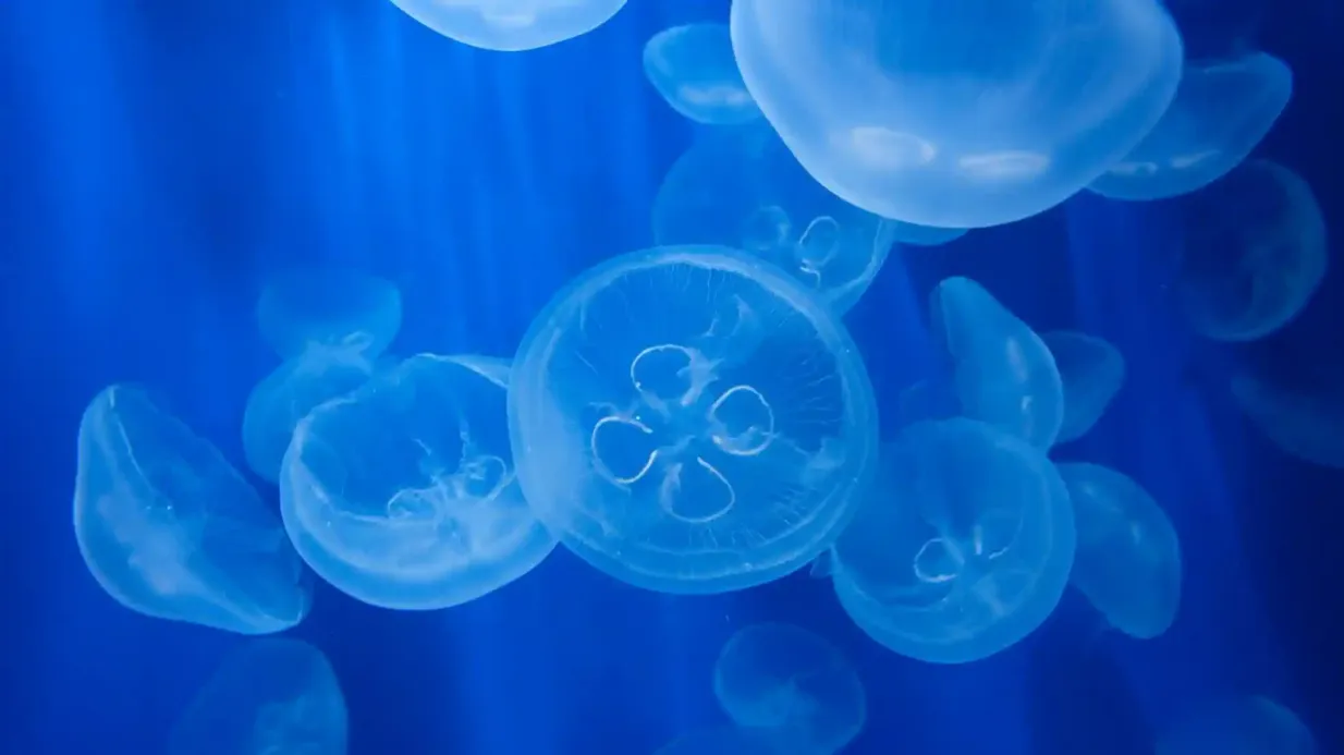 Aquarium of Genoa: Entry Ticket + Lunch or Breakfast Provided by C-WAY srl Unipersonale