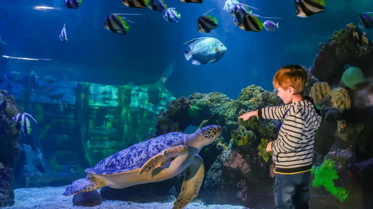 SEA LIFE Timmendorfer Strand: Entry Ticket Provided by Tiqets International B.V.
