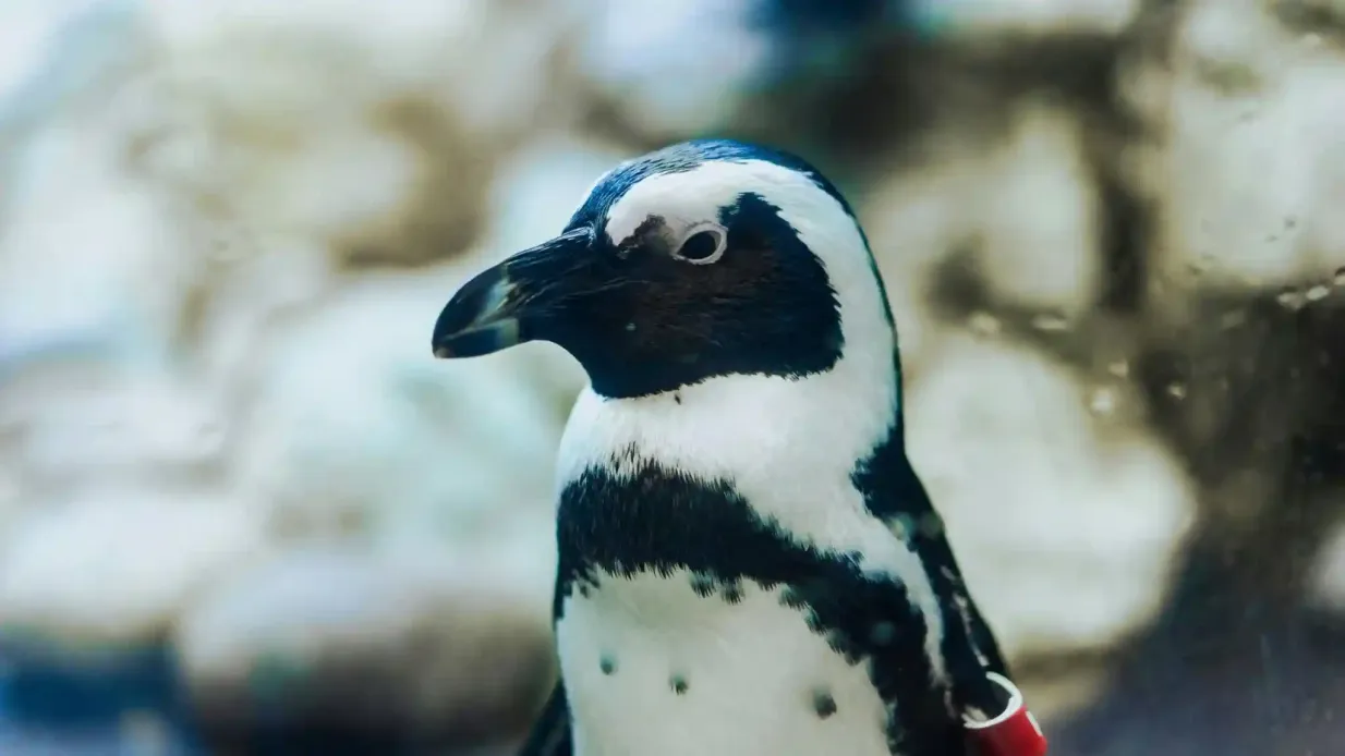 Ripley's Aquarium of the Smokies: Entry Ticket Provided by Tiqets International B.V.