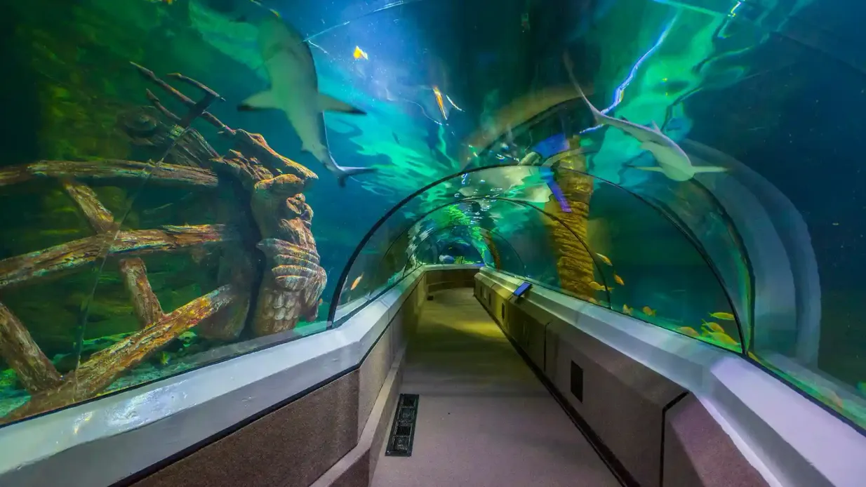 SEA LIFE Sunshine Coast : Billet d'entrée Fournie par SEA LIFE Sunshine Coast
