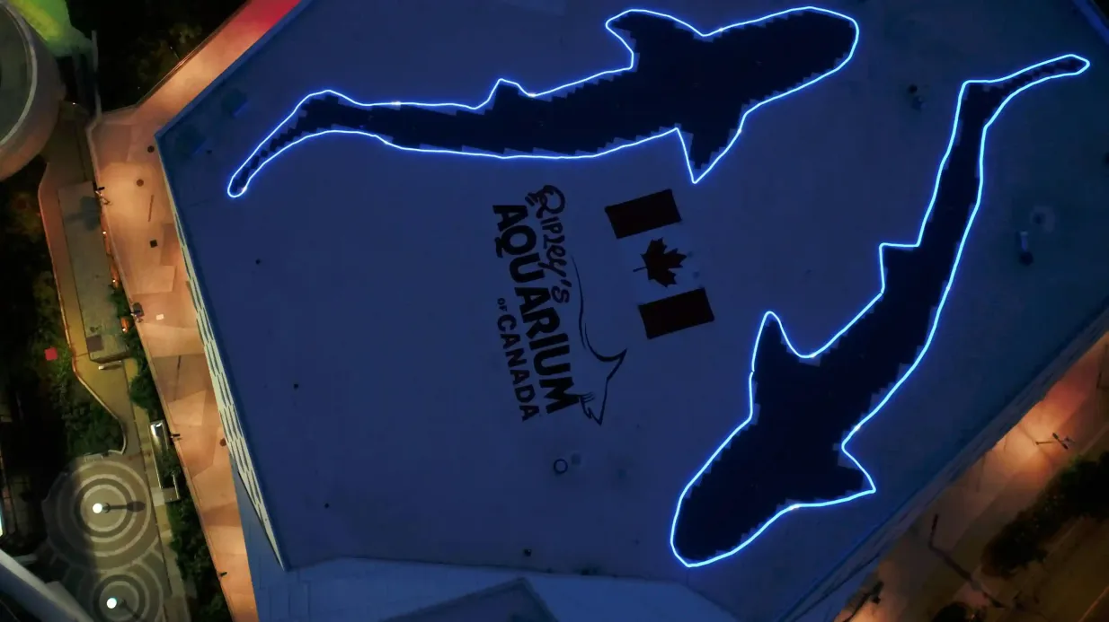 Ripley's Aquarium of Canada: Sharks After Dark