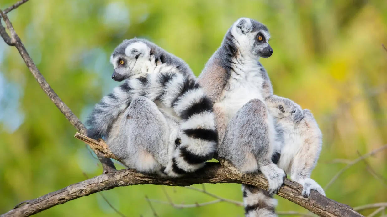 Woodland Park Zoo: Skip The Line Ticket Provided by Woodland Park Zoological Society