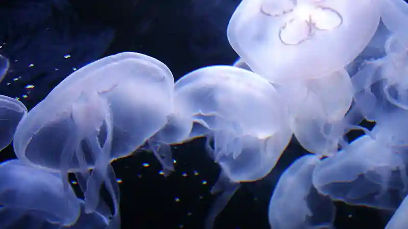 Aquarium of the Bay: Biglietto d'ingresso Fornito da Aquarium of the Bay