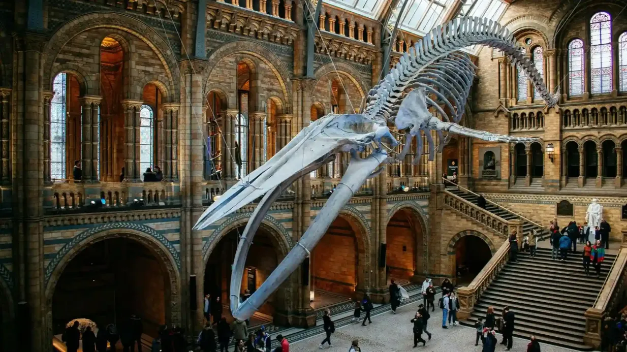 Museo de Historia Natural de Londres: App con audioguía