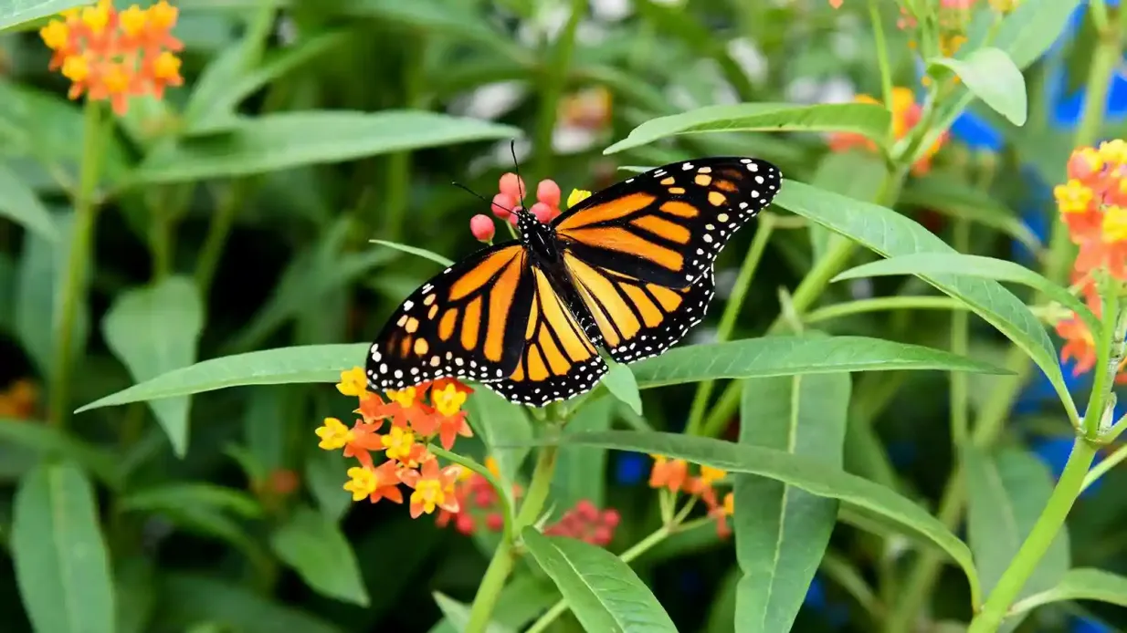 Niagara Parks Butterfly Conservatory: Eintrittskarte Bereitgestellt von Niagara Parks Commission