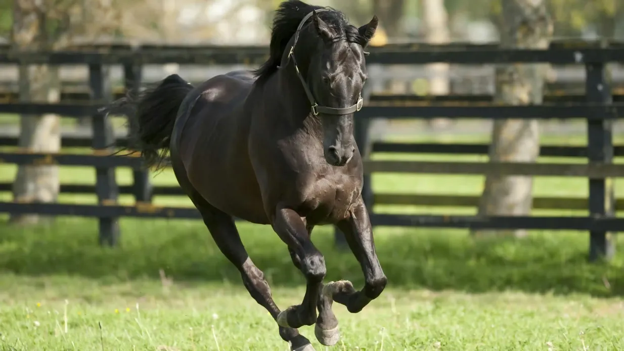 Irish National Stud & Gardens: Biglietto d'ingresso Fornito da Irish National Stud & Gardens