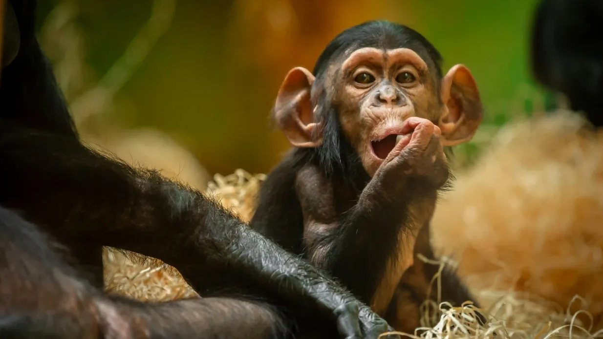 ZOO Amberes: Entrada Operado por Antwerp ZOO
