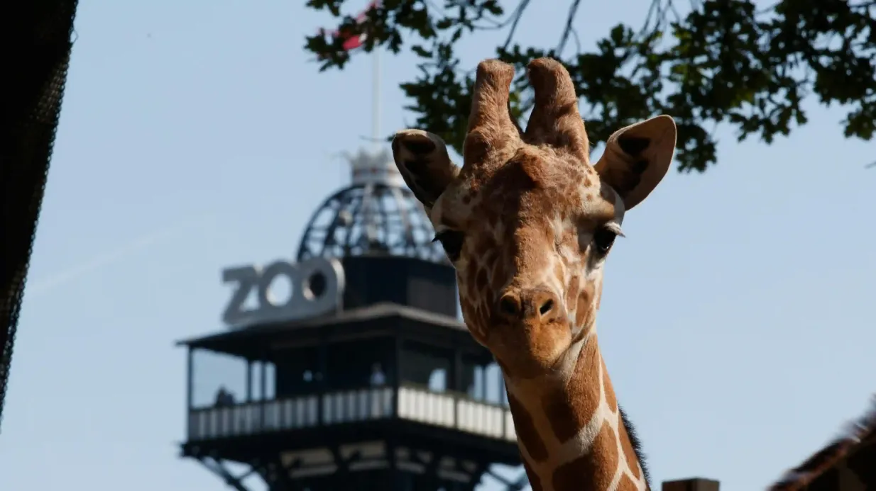 Copenhagen ZOO: Skip The Line Ticket Provided by Tiqets International B.V.