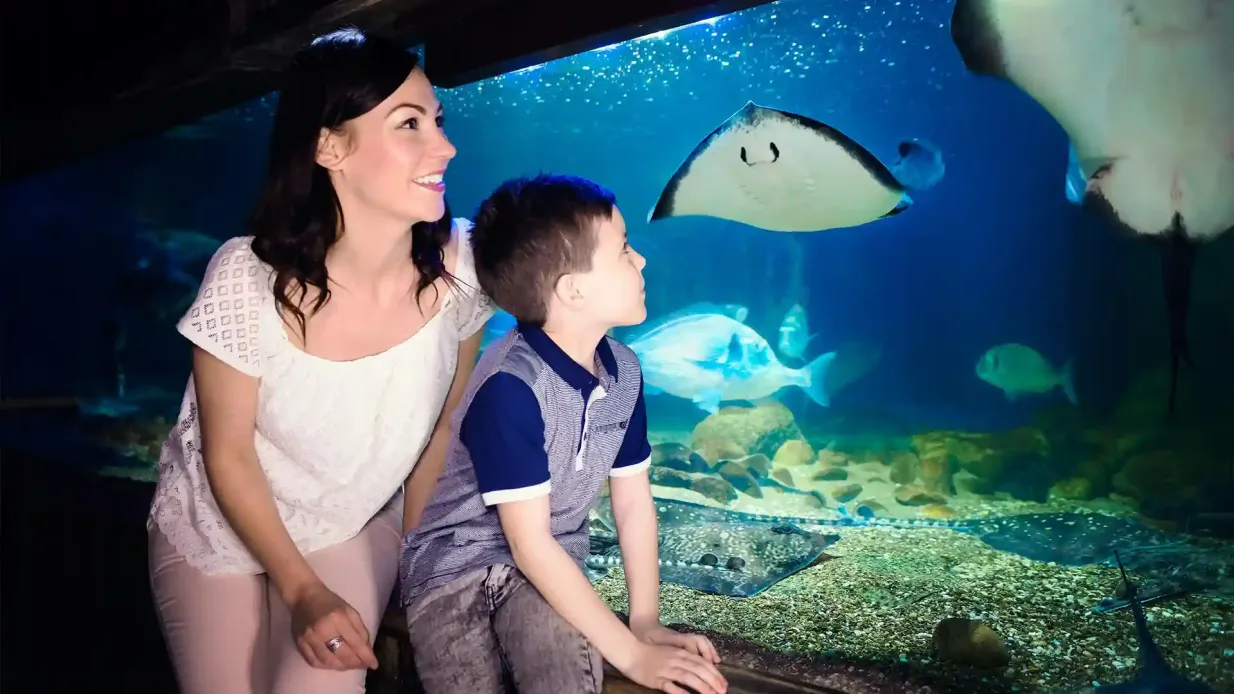 SEA LIFE Blankenberge: Entry Ticket Provided by Merlin Entertainments Blankenberg