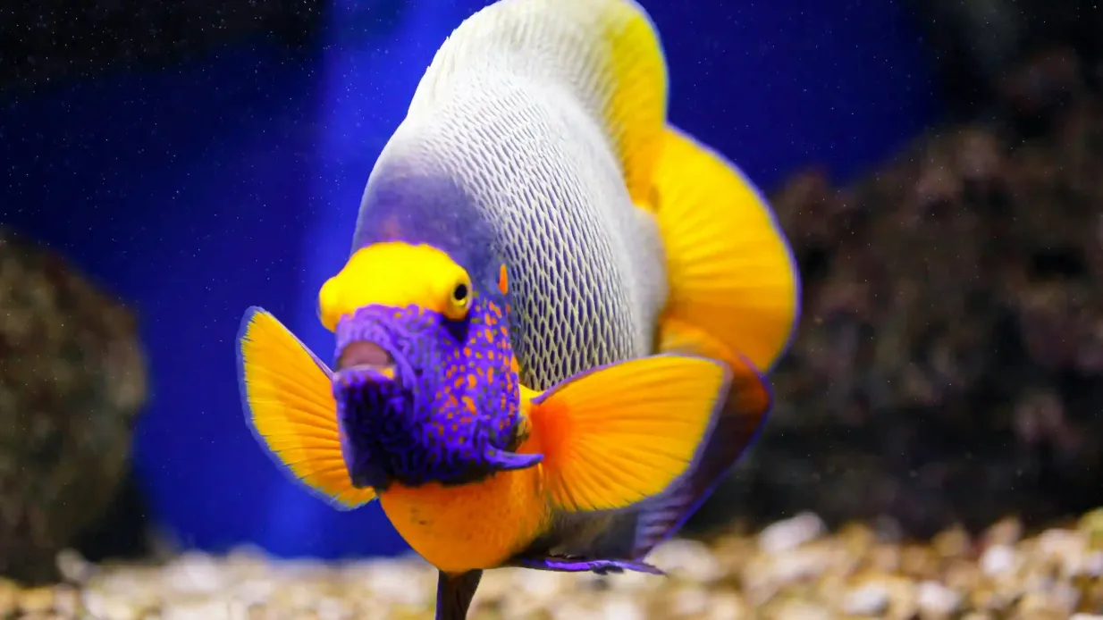 Oniria Aquarium: Entry Ticket Provided by Tiqets International B.V.