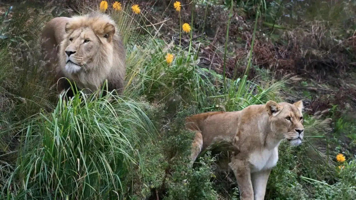 ARTIS Zoo Reale di Amsterdam e Micropia: Biglietto d'ingresso "salta la fila