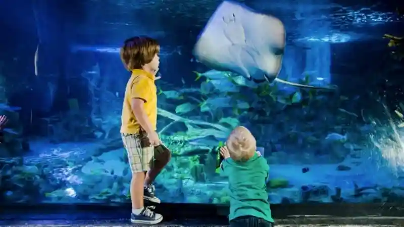 SEA LIFE at Mall of America: Entry Ticket Provided by SEA LIFE Minnesota LLC